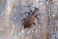 Kettingschalebijter (Carabus granulatus) 11-2016 3215
